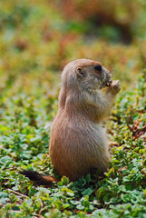 Young prairie dog eating some greens.