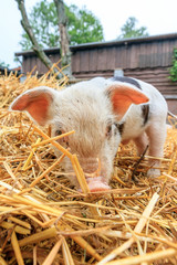 Cute baby piglet (sus scrofa) in straw