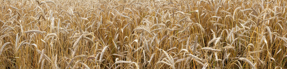 Panoramic image of a wheat field.