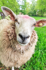 Obraz premium Close up portrait of a fluffy curious sheep (Ovis aries) in the Netherlands