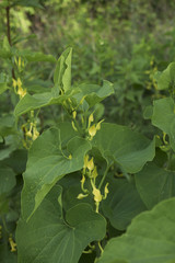 Aristolochia clemantitis