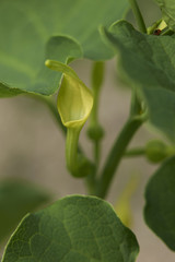 Aristolochia clemantitis