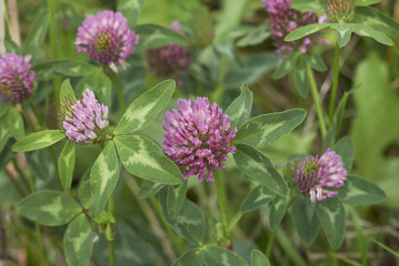 Trifolium pratense