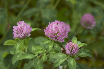 Trifolium pratense
