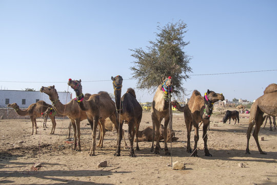 Nagaur Cattle Fair is a place for the locals to gather, buy and sell their cattle