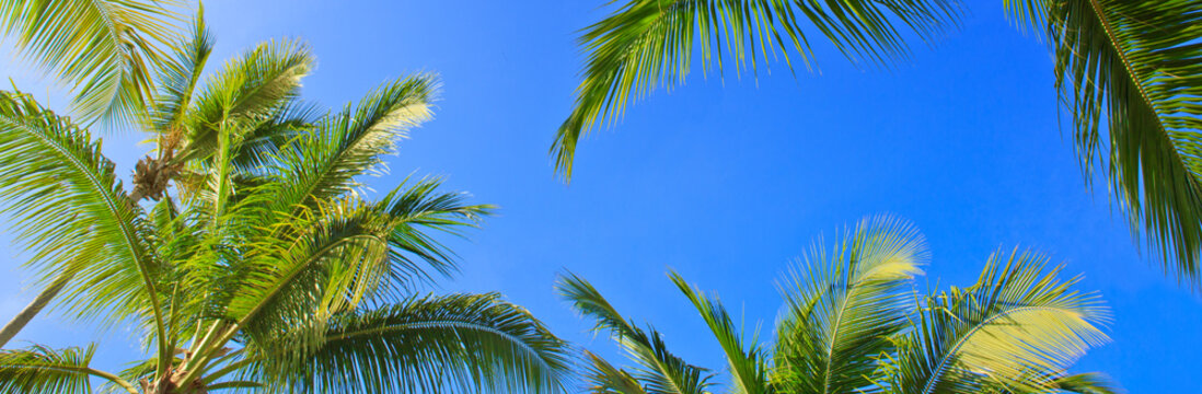 Green palms and blue sky.