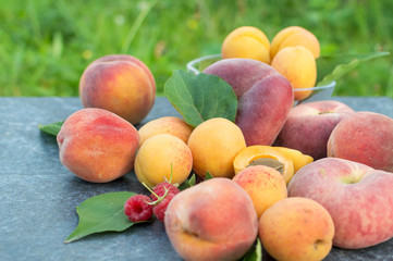 Apricot, Raspberry, Peach and Nectarine with Leaves