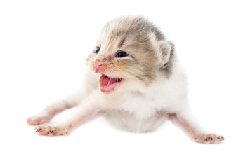 Newborn kitten on white background
