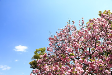 造幣局の桜の通り抜け
