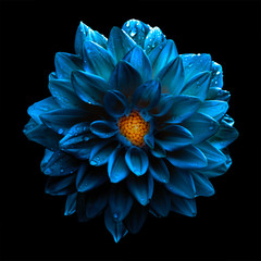 Surreal dark chrome blue flower dahlia macro isolated on black