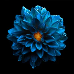Foto auf Acrylglas Blumen Surreale dunkle chromblaue Blume Dahlie Makro isoliert auf schwarz