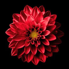 Foto op Plexiglas Surrealistische donkere chroom rode bloem dahlia macro geïsoleerd op zwart © boxerx