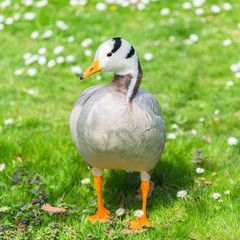     Bar-headed Goose, Anser indicus, goose in a flowerbed