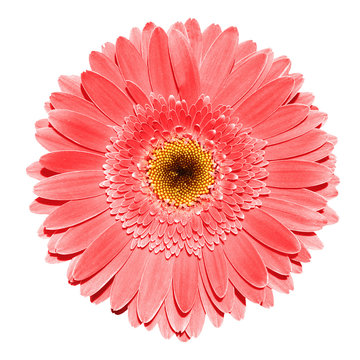 Red gerbera flower macro photography isolated on white