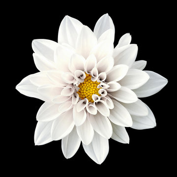 Fototapeta Tender white flower dahlia macro isolated on black