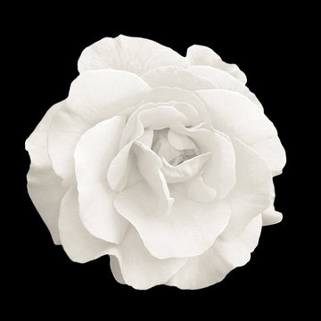 Fototapeta Czuły białej róży kwiatu makro- odosobniony na czerni