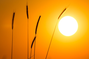 Ears of wheat on the background of a golden sunset