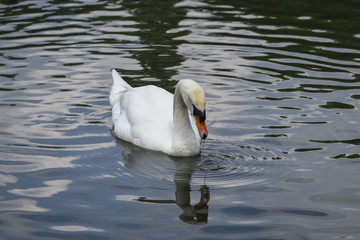 White swan drinking water