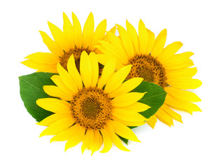 Fototapeta premium Three sunflowers with leaves isolated on white background