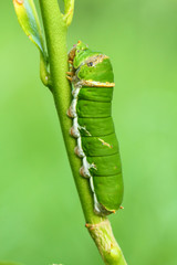 Butterfly caterpillar.