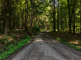 Green tree forest background, beautiful bird eye view on fresh pines in the morning sun light,...