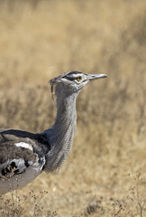Kori Bustard taken in Ngorongoro crater, Tanzania