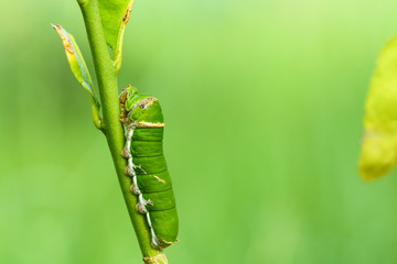 Butterfly caterpillar.