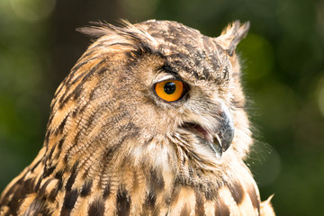 great horned owl portrait with one watchful eye and an open beak and a slightly turned head
