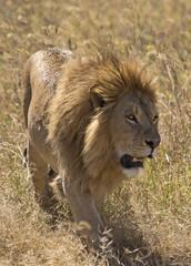 Male lion walking in Ngorongoro crater, Tanzania