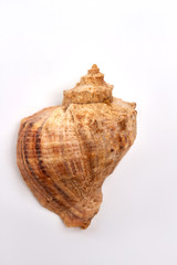 Close up of brown sea shell. Single shell on white background.