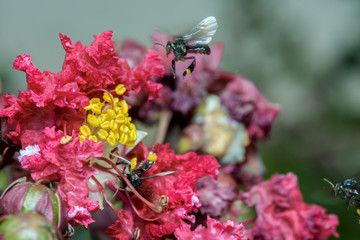 macro photography of bee finds for sweet water from flowers