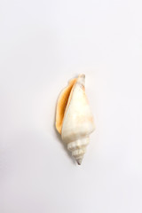 Vertical image of sea shell. Oceanic aquatic conch, white background.