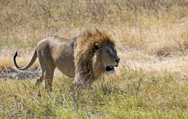 Male lion walking in Ngorongoro crater, Tanzania