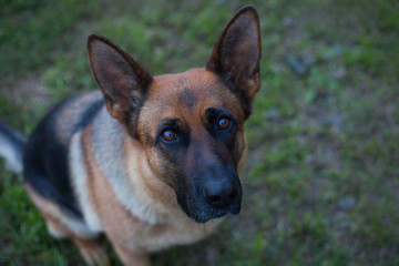 Cute dog german shepherd sitting on green grass. Copy space.