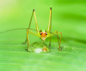 Grashopper reflection