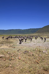 Fototapeta na wymiar The gnus migration in Tanzania