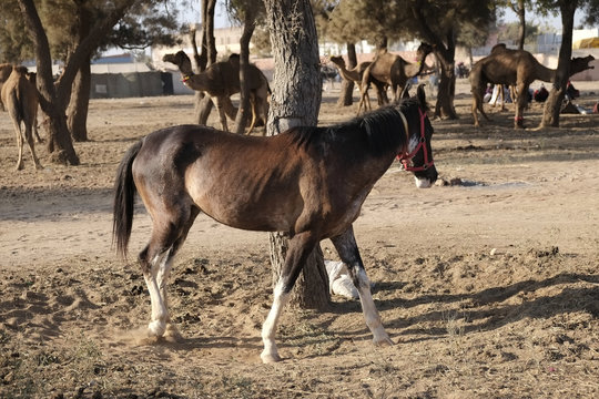 Nagaur Cattle Fair is a place for the locals to gather, buy and sell their cattle