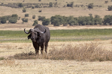 Obraz premium Wild buffalo in Ngorongoro crater, Tanzania