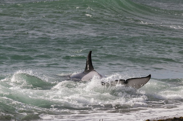 Orca Patagonia , Argentina