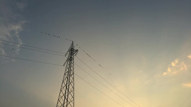 Tralicci alta tensione al tramonto con corvi