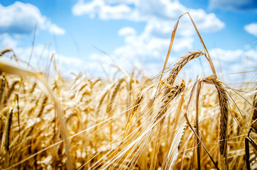 Ripening spikelets of rye against the blue sky.