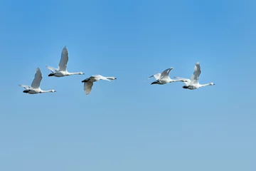 Papier Peint photo Lavable Cygne 白鳥の群れ