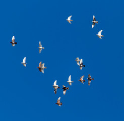 A flock of pigeons on a blue sky