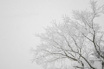 Tree covered with snow  on winter storm day in  forest mountains .