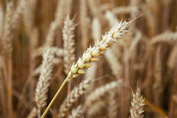 Golden ears of wheat on the field.