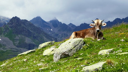 Kuh sonnt sich auf grüner Alm im Montafon