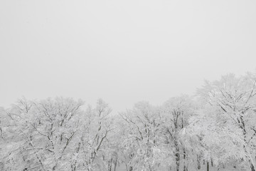 Tree covered with snow  on winter storm day in  forest mountains .