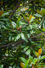Fototapeta premium Magnolia leaves, tree.