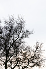 Dead tree branch against blue sky ( Filtered image processed vintage effect. ) .