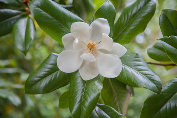 Obraz na płótnie Canvas Magnolia Flower